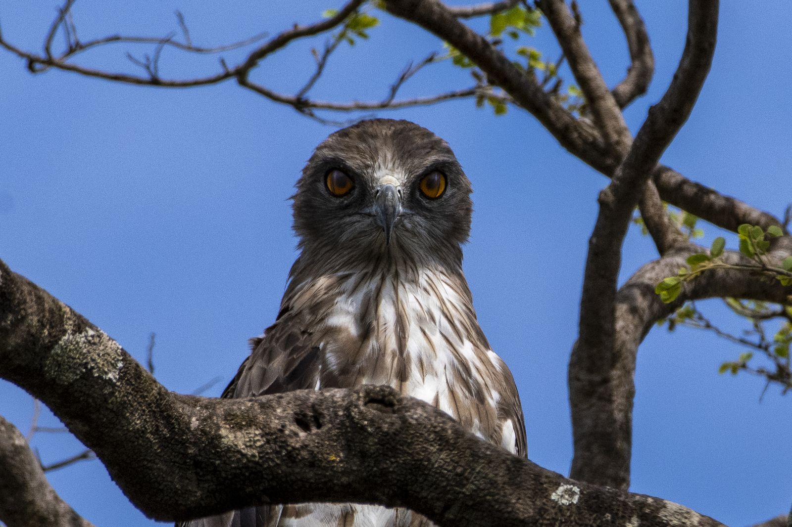 Short toe snake eagle (1)
